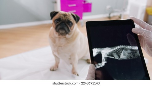 Cropped view of the female veterinarian wearing protective gloves holding tablet with x ray of the pug dog and preparing to the treatment - Powered by Shutterstock