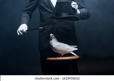 Cropped View Of Magician Showing Trick With Dove, Wand And Hat In Dark Room With Smoke 