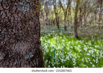 Cropped View Of Snowdrop Field With Selective Focus On Tree Trunk.