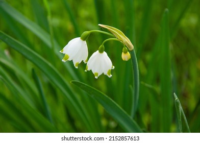 Cropped View Of Snowdrop Field With Selective Focus On Tree Trunk.