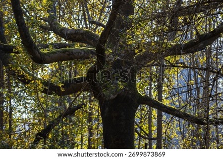 A cropped view of a tree trunk and branches resembling arms, creating a human-like form in the autumn forest.