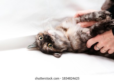 cropped view of veterinarian holding with hands cute tabby cat on white blanket in shelter - Powered by Shutterstock