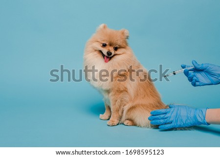 cropped view of veterinarian in latex gloves holding syringe and making vaccination for spitz dog on blue