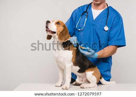 cropped view of veterinarian microchipping beagle dog with syringe isolated on grey