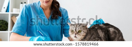 cropped view of veterinarian writing prescription near tabby scottish straight cat