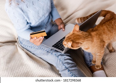 303 Cat credit card Stock Photos, Images & Photography | Shutterstock