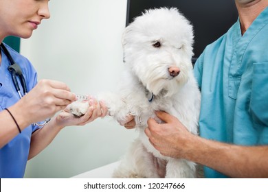 Cropped View Of Young Veterinarian Doctors Taking Blood Work From Dog