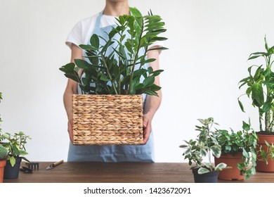 Cropped view of young woman in blue apron holding box with zamiokulkas, standing near wooden table with plants on white wall background - Shutterstock ID 1423672091