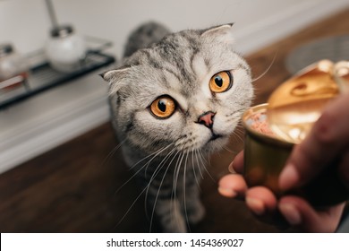 Cropped View Of Young Woman Giving Adorable Scottish Fold Cat Pet Food In Can