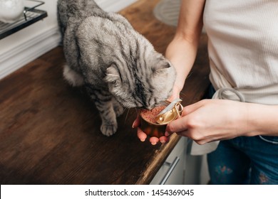 Cropped View Of Young Woman Giving Grey Scottish Fold Cat Pet Food In Can