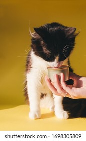 Cropped View Of Young Woman Giving Siberian Cat Pet Food In Can On Yellow Wall