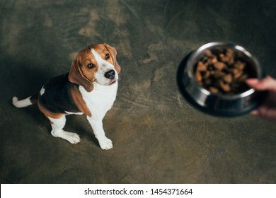 Cropped View Of Young Woman Holding Bowl With Pet Food Near Adorable Beagle Dog