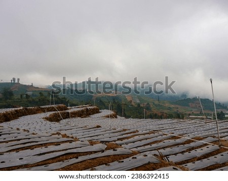 crops farming field in high altitude land. Wonosobo, Central Java, Indonesia