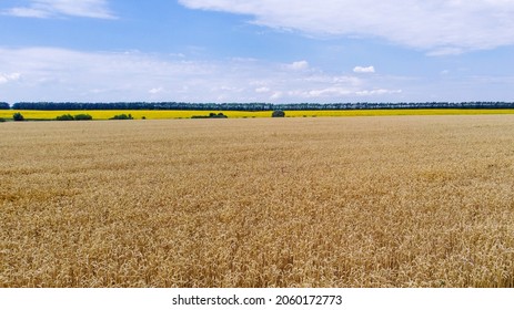 Crops field.  Background of ripening ears of wheat field.   - Shutterstock ID 2060172773