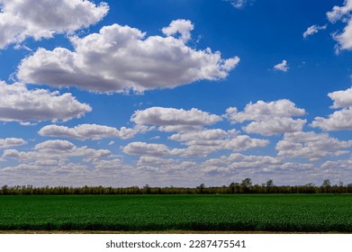 Crops grow in a midwestern field. Fair weather cumulous clouds drift across a deep blue sky at high noon.