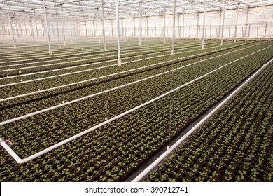 Crops In A Large Scale Nursery Greenhouse In The Netherlands