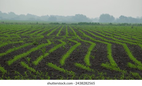 Crops in a pattern in central texas