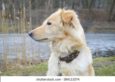 Flying Adorable Border Collie Images Stock Photos Vectors