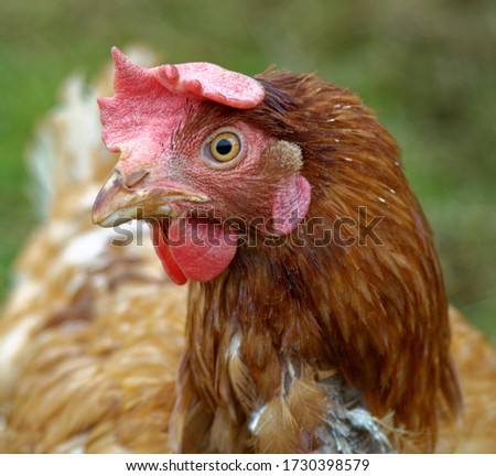 Similar – Image, Stock Photo Chicken on meadow. Food