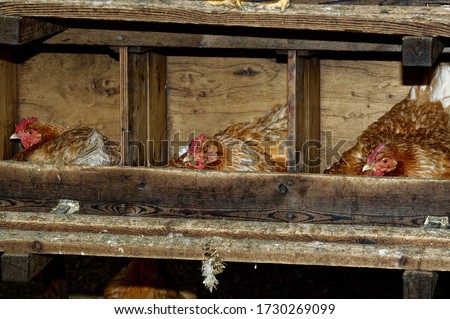 Cross bred hens . sitting on eggs in nest boxes.