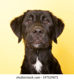 Cross breed dog portrait isolated over yellow background