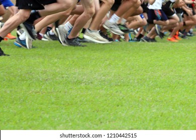 Cross Country runners running on green grass, with copy space for text.