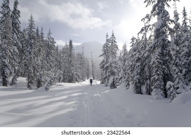 Cross country skiing near Mount Bachelor in Oregon's central cascades.