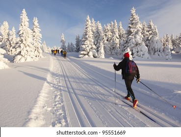 Cross country skiing on a  sunny winter morning