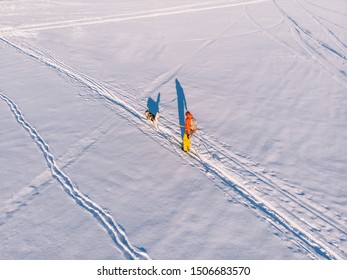 Cross Country Skiing On Track With Dog Malamute. Concept Winter Holiday. Aerial Top View.