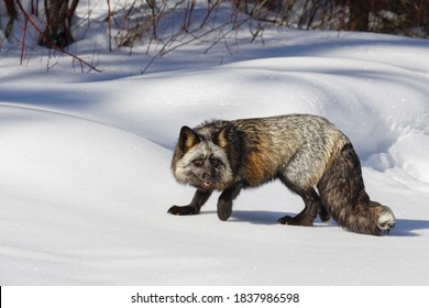 Cross Fox A Partially Melanism Form Of The Red Fox, Montana.