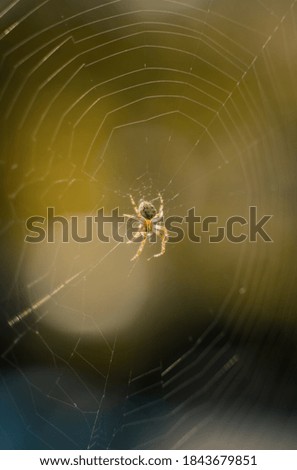 Similar – Image, Stock Photo spider Wild animal Spider