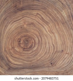 Cross Section Of Ash Tree Trunk With Growth Rings