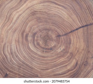 Cross Section Of Ash Tree Trunk With Growth Rings