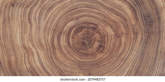 Cross Section Of Ash Tree Trunk With Growth Rings