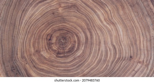 Cross Section Of Ash Tree Trunk With Growth Rings