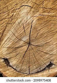 Cross Section Of Ash Tree Trunk Showing Growth Rings.