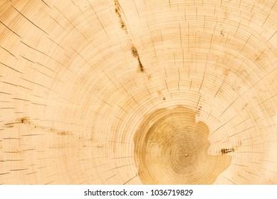 Cross section of cedar logs with concentric annual rings close-up