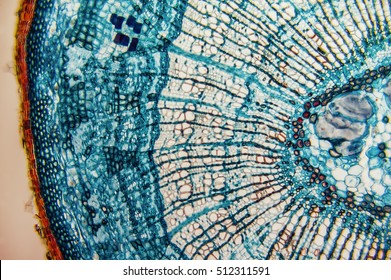 Cross section- cellular components wood cambium cells- heartwood and sapwood. Scientific research; plant tissue molecules magnification. Duramen- formation of growth rings of plant