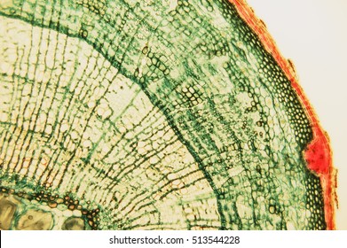 Cross section- cellular components wood cambium cells- heartwood and sapwood. Scientific research; plant tissue molecules magnification. Duramen- formation of growth rings of plant