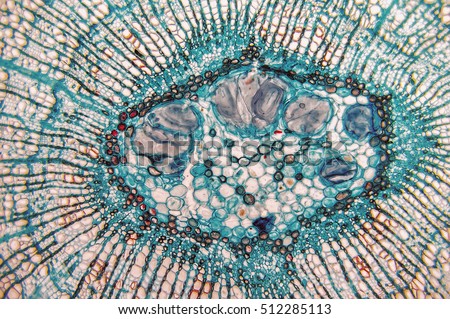 Cross section- cellular components wood cambium cells- heartwood and sapwood. Scientific research; plant tissue molecules magnification. Duramen- formation of growth rings of plant