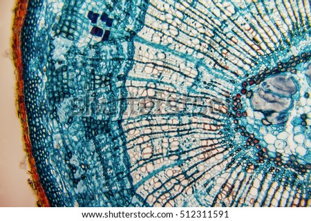 Cross section- cellular components wood cambium cells- heartwood and sapwood. Scientific research; plant tissue molecules magnification. Duramen- formation of growth rings of plant