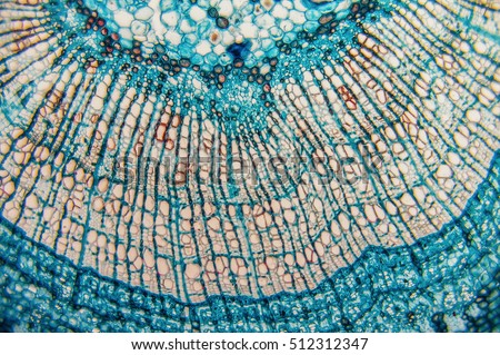 Cross section- cellular components wood cambium cells- heartwood and sapwood. Scientific research; plant tissue molecules magnification. Duramen- formation of growth rings of plant