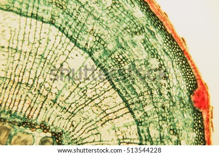 Cross section- cellular components wood cambium cells- heartwood and sapwood. Scientific research; plant tissue molecules magnification. Duramen- formation of growth rings of plant