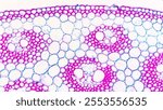 A cross section of a corn (monocot) stem showing scattered vascular bundles