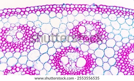 A cross section of a corn (monocot) stem showing scattered vascular bundles