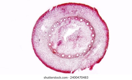 Cross section of corn (Zea mays) stem. Monocotyl stem histology. Stacked image