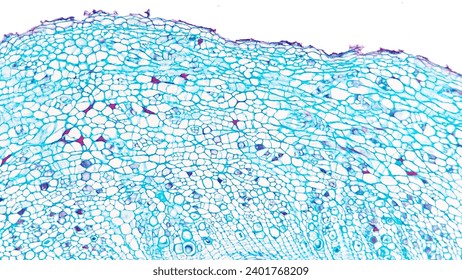 Cross section of Cucurbita sp root epidermis and parenchyma tissue. Dicot root tissue. Plant histology photo stock. Selective focus