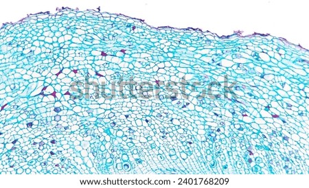 Cross section of Cucurbita sp root epidermis and parenchyma tissue. Dicot root tissue. Plant histology photo stock. Selective focus