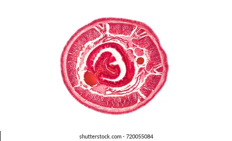 cross section cut of an earthworm under the microscope