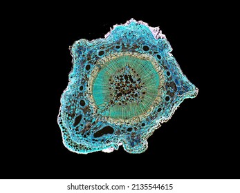 Cross Section Cut Slice Of Plant Stem Under The Microscope – Microscopic View Of Plant Cells For Botanic Education - High Quality